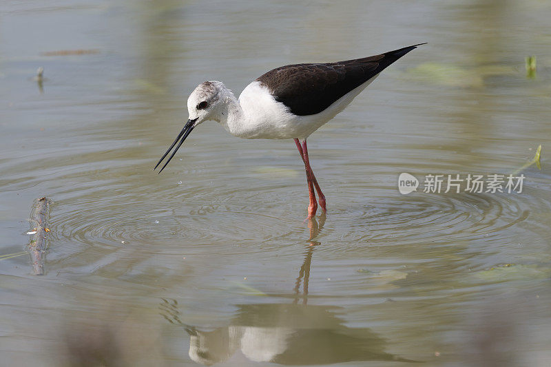 黑翼高跷(Himantopus Himantopus)